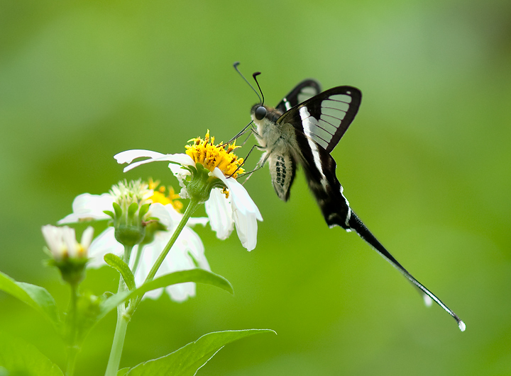White Dragontail
