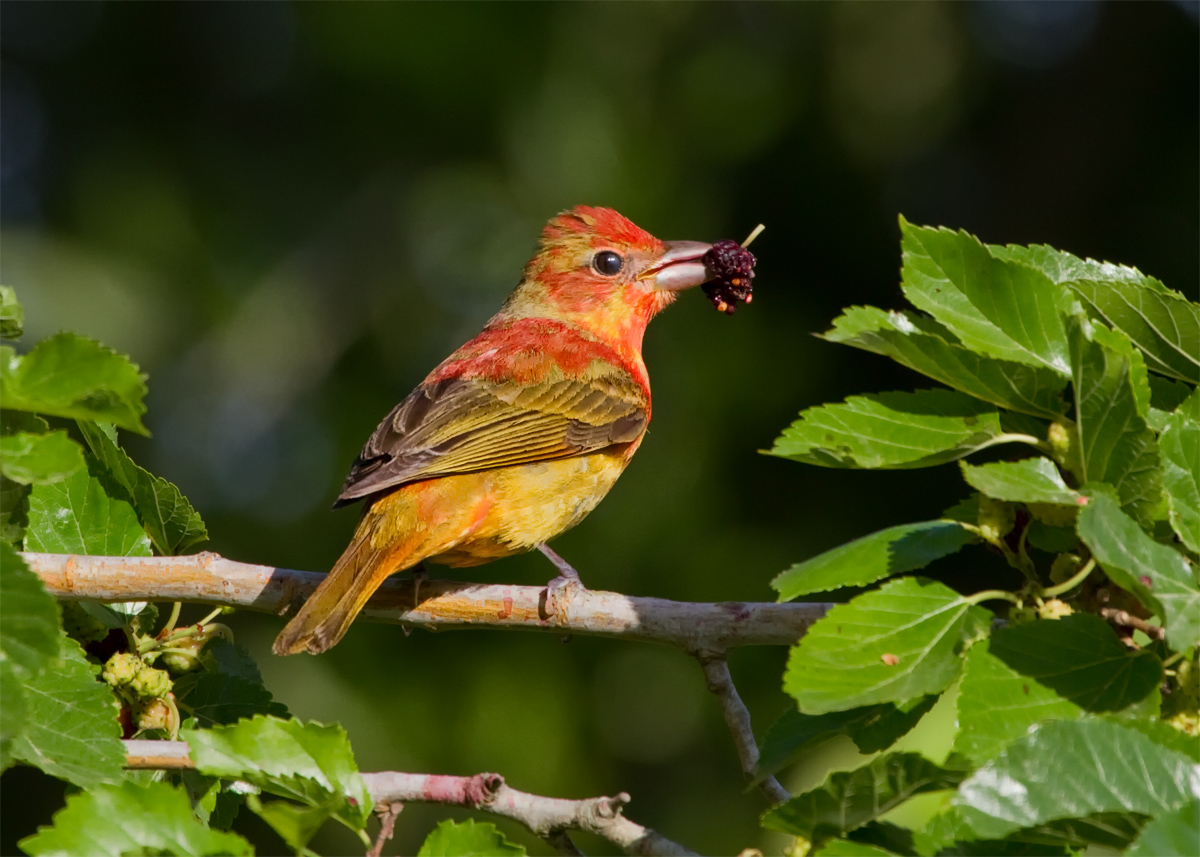 Summer Tanager Teen Male-Repost