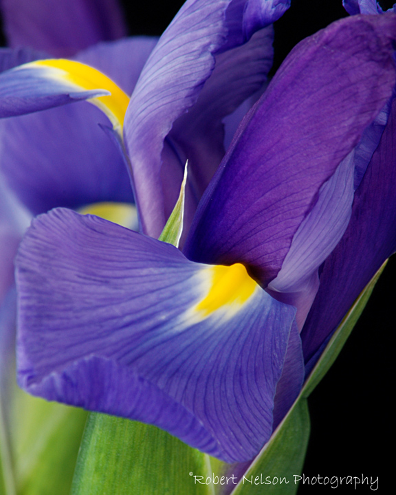 Purple waves