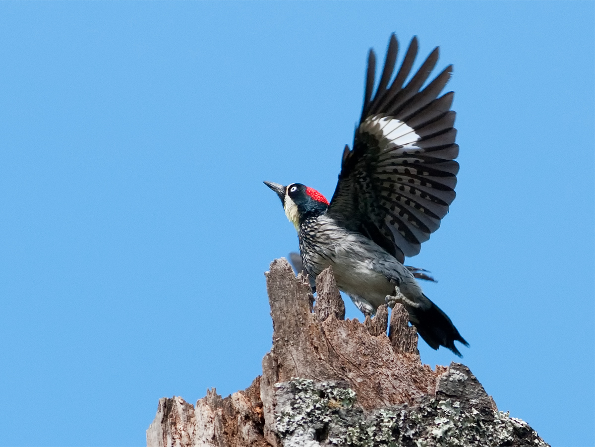 Woody-Lifting Off
