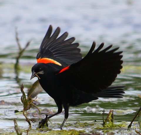 Red-winged Blackbird 
