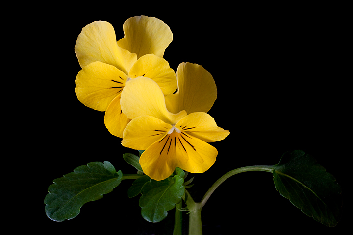 Viola
