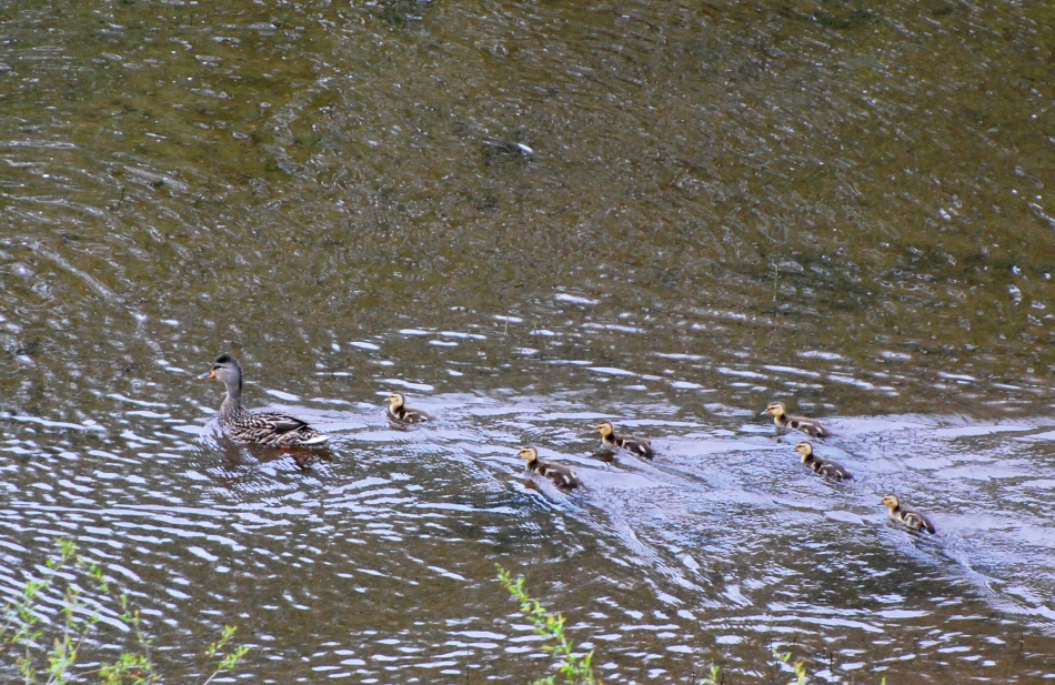 Mallard Mad Scramble 