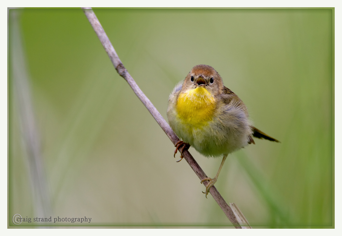 Commom Yellowthroat