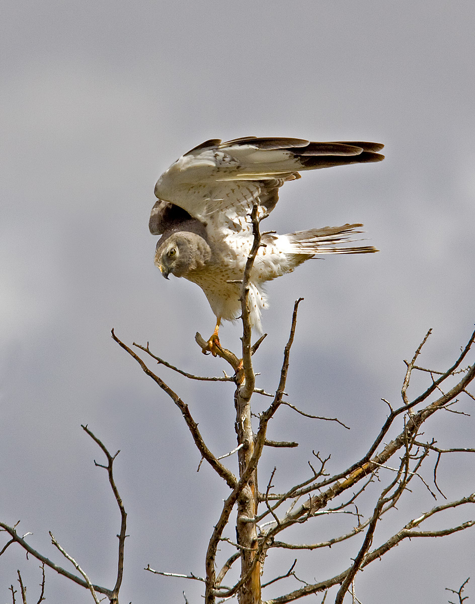 Northern Harrier