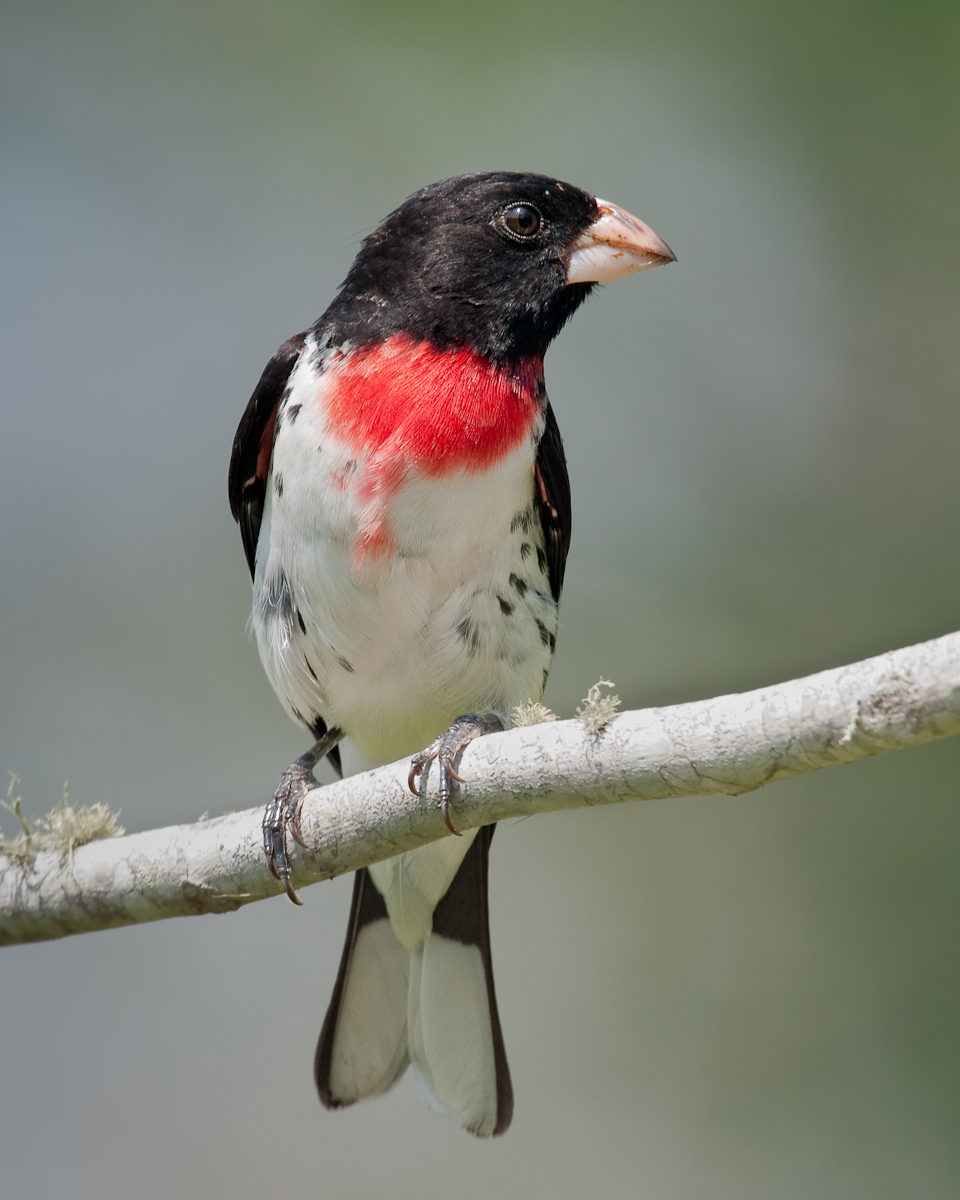 Rose-breasted Grosbeak