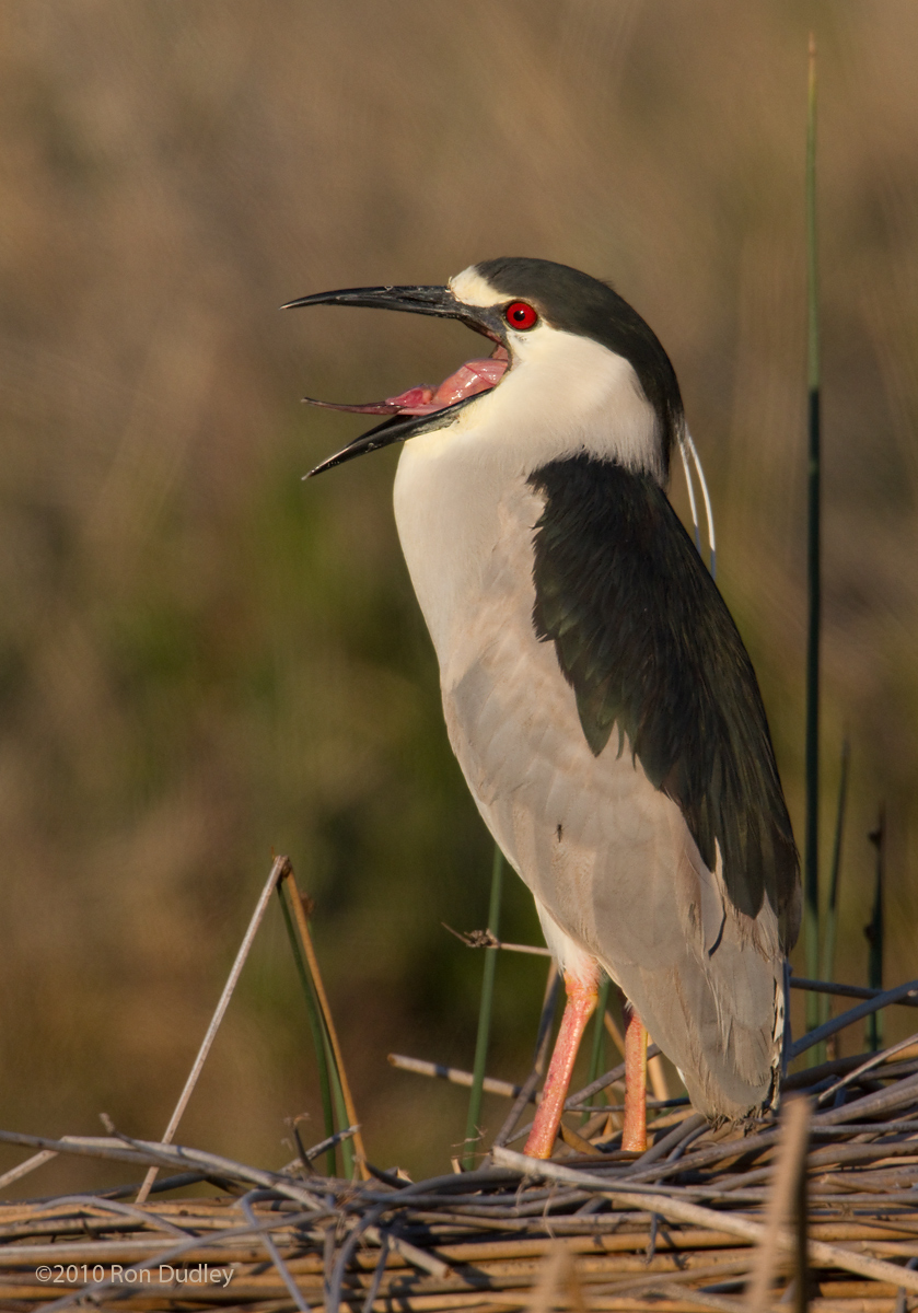 Black-crowned NH
