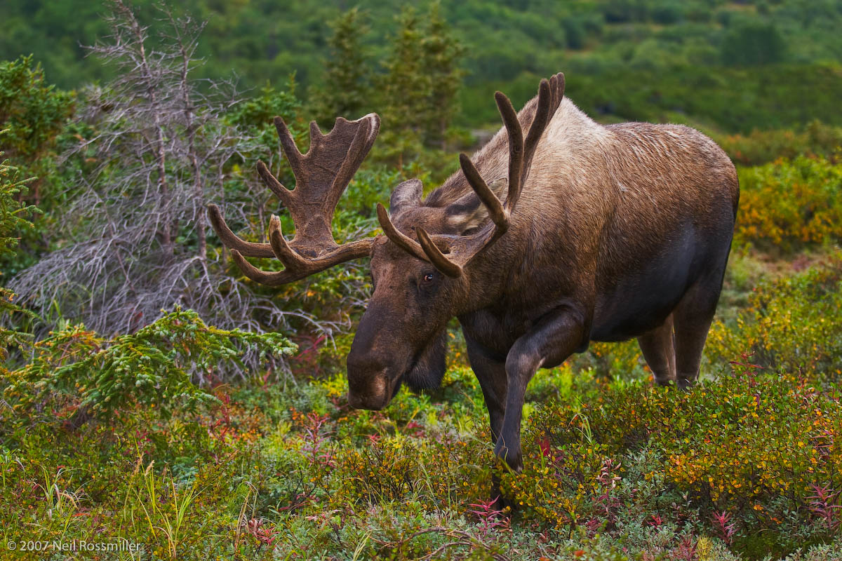 Bull Moose 