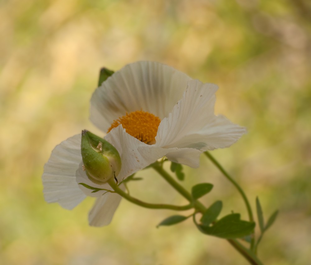 Prickly Poppy #2
