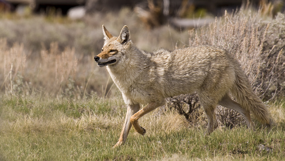 Coyote on the move