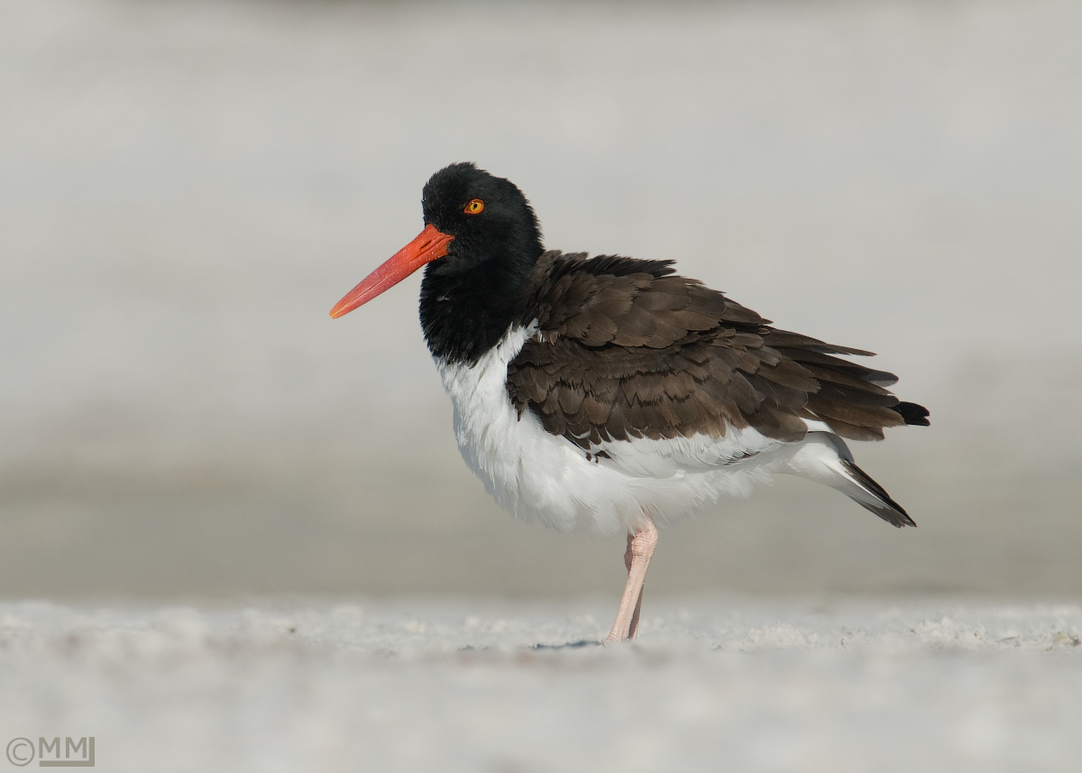 American Oystercatcher
