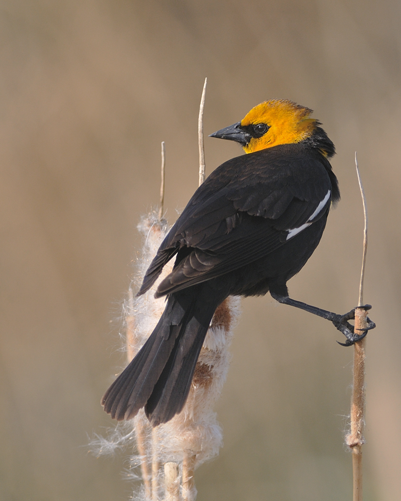 Yellow Headed Blackbird