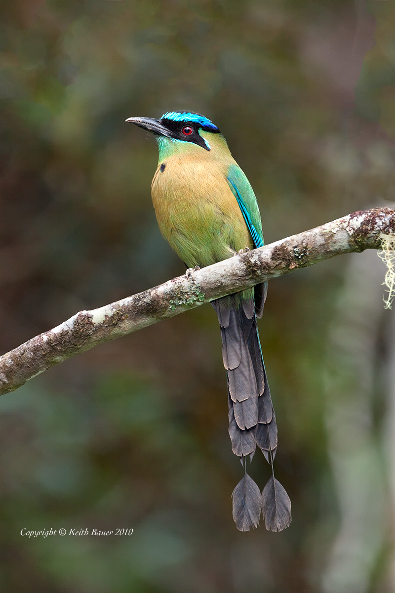 Blue Crowned Motmot - With Repost