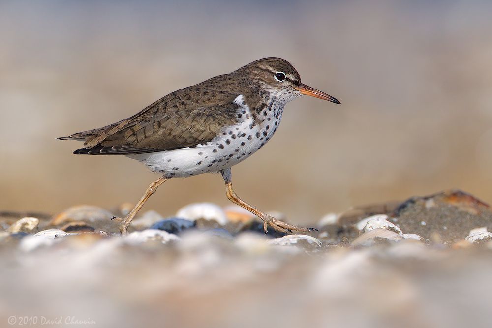 Spotted Sandpiper