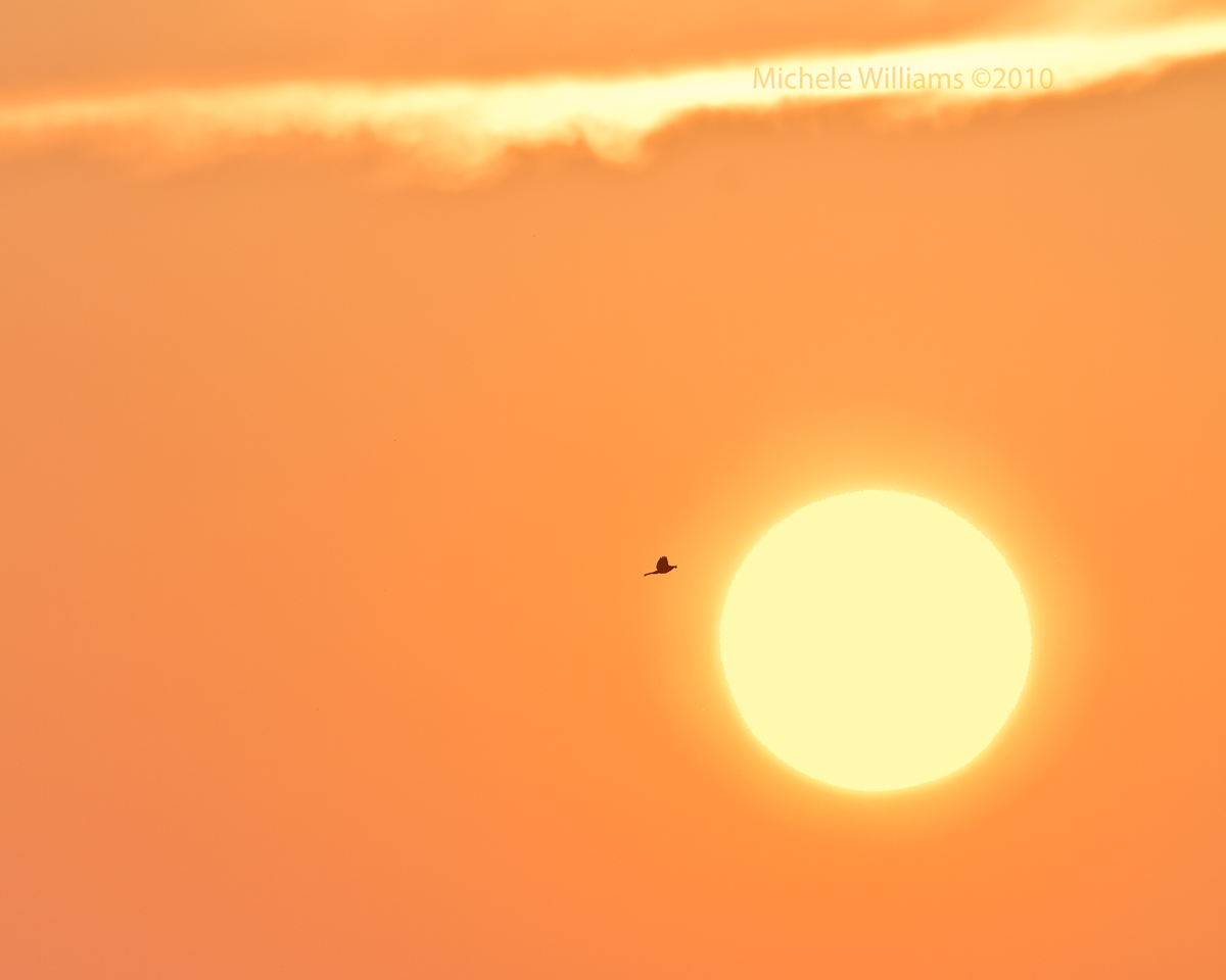 Into the Sun