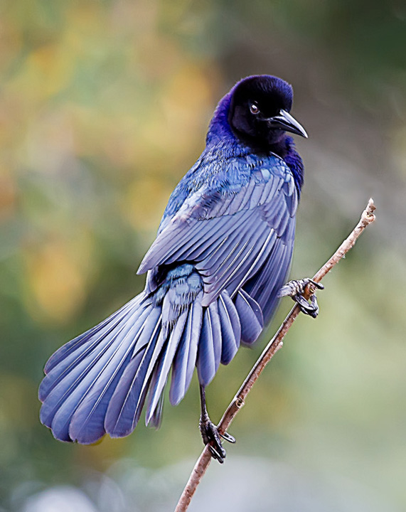 Male Boat Tailed Grackle