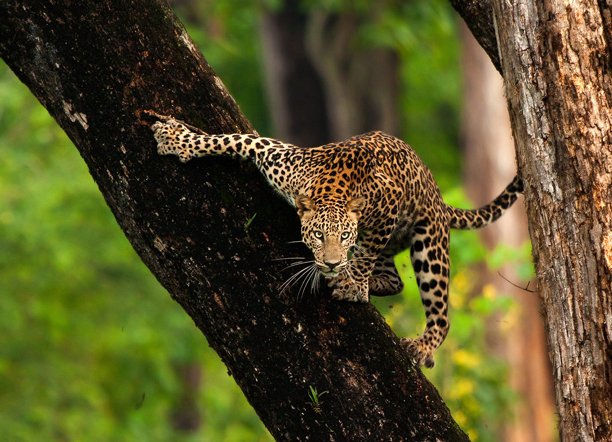 Leopard or spiderman?