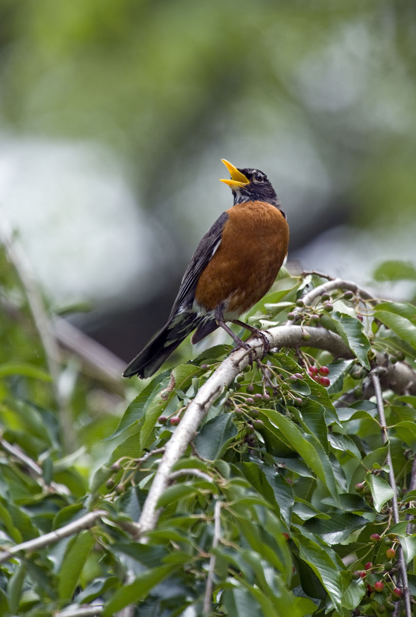 American Robin