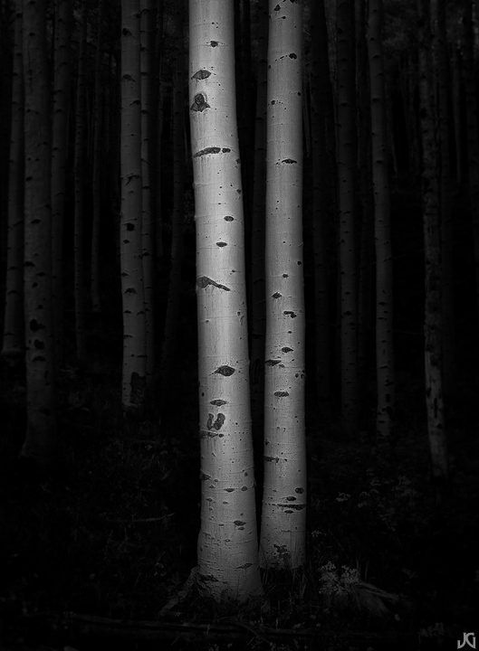 Aspen Affection