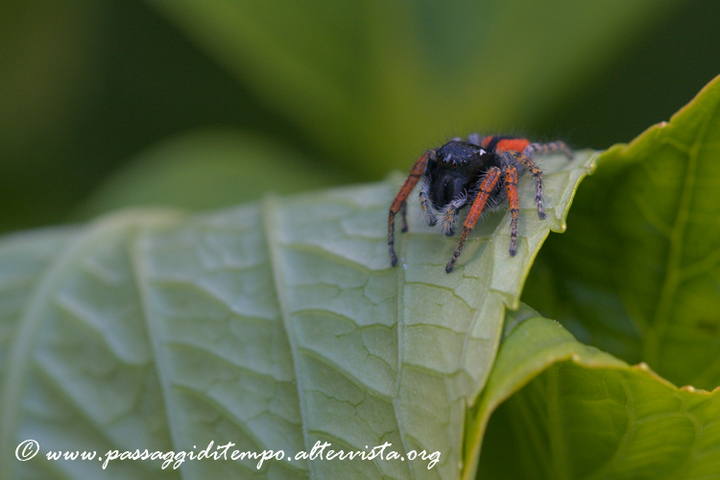 Jumping spider