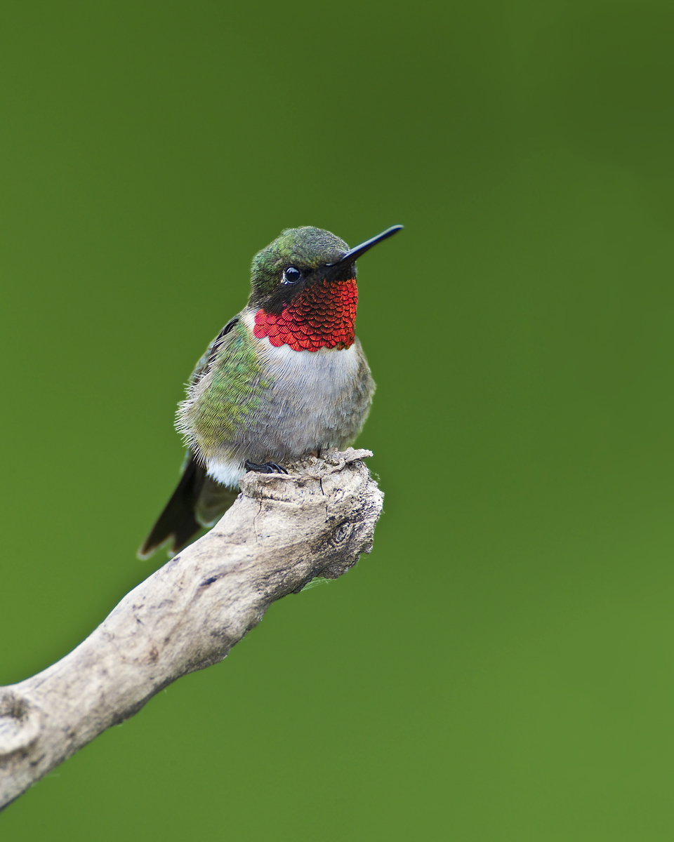 Ruby-throated Hummer