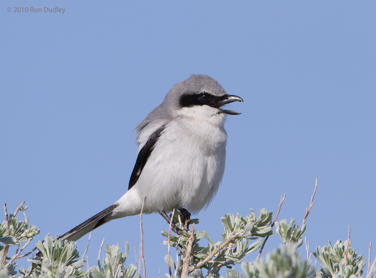 Loggerhead Shrike w/repost