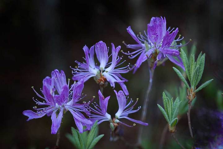 Wild Theme...  Rhodora