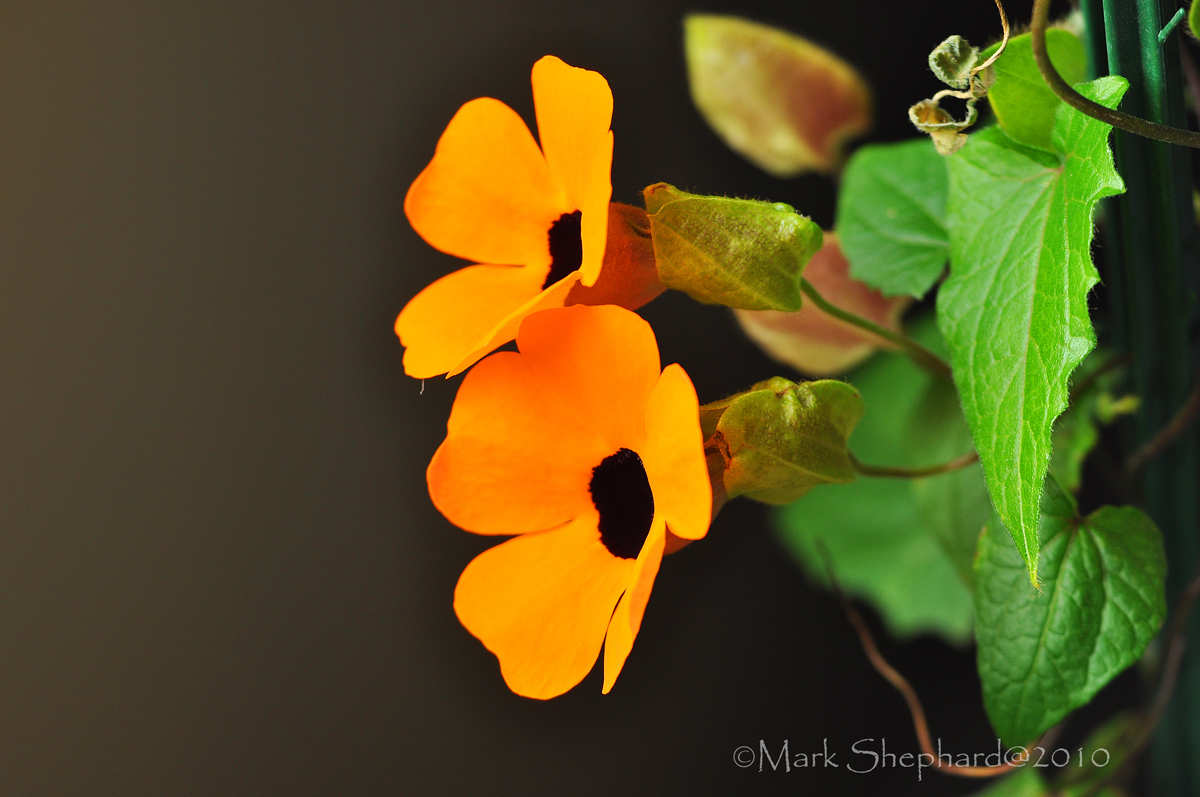 Black Eyed Susan