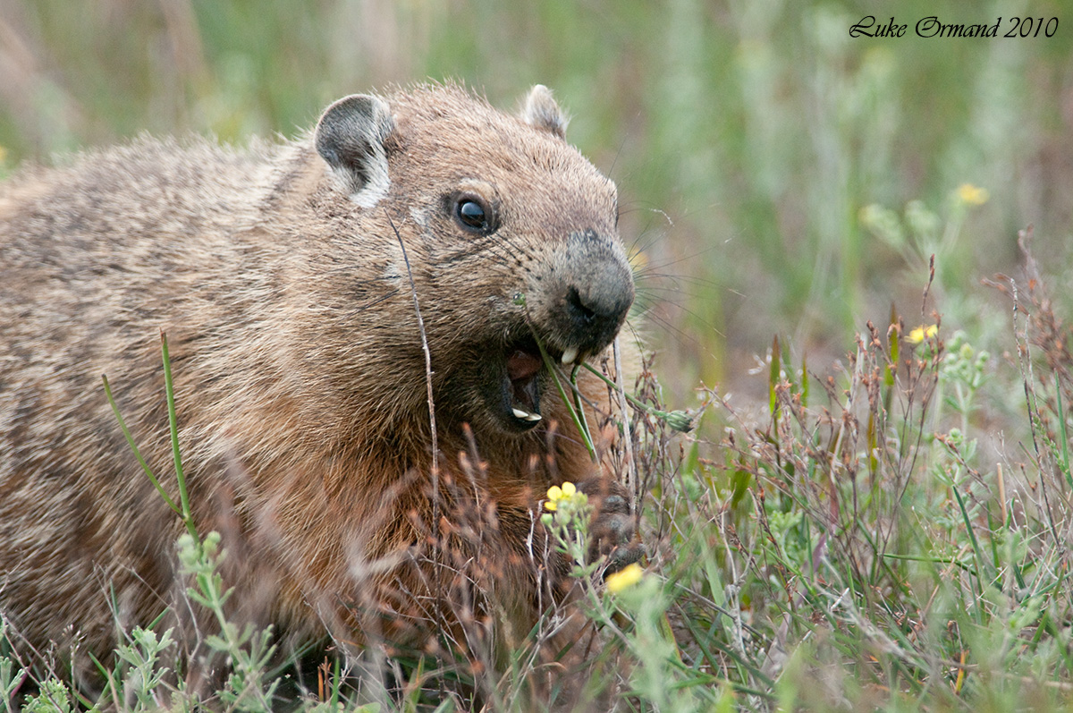 Attack!