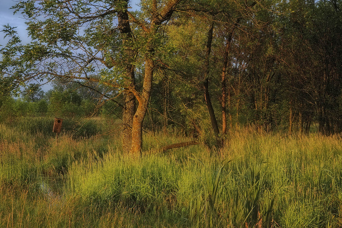 Baker Wetlands sunrise