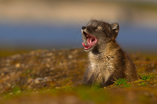 Arctic Fox cub waking up...