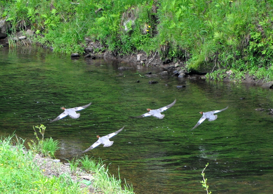 Flight Four-mation