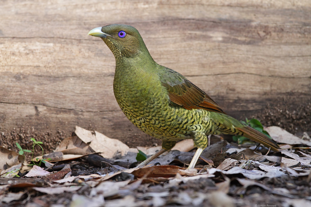 Satin Bowerbird