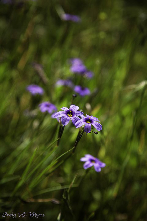 Idaho Blue-eyed Grass
