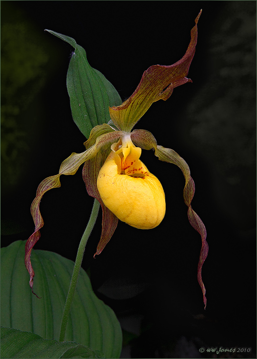 More WILD Lady's Slipper