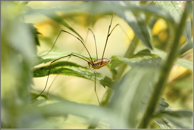 Harvestman II