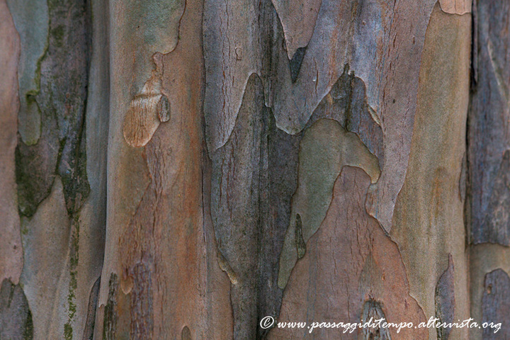 Bark