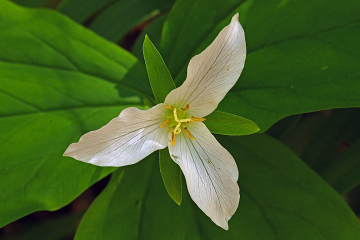 Trillium