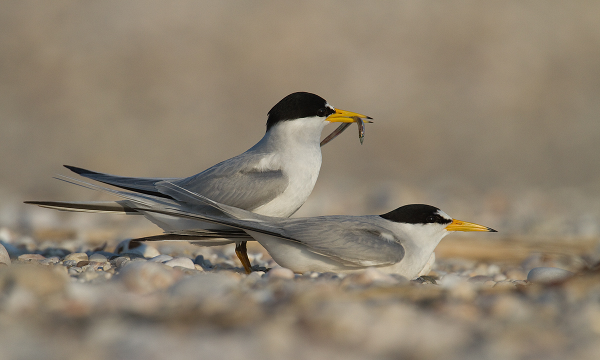 Least Tern Courtship