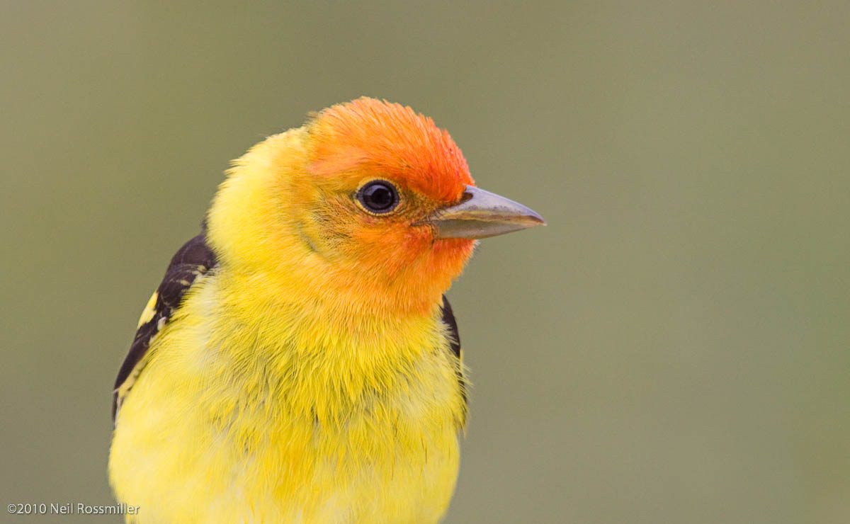 Western Tanager portrait