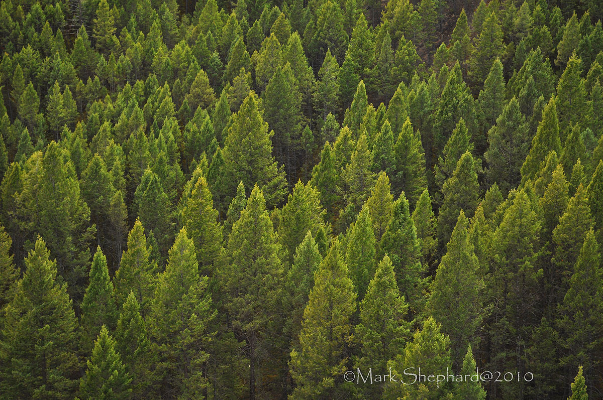 Look! No Pine Beetle