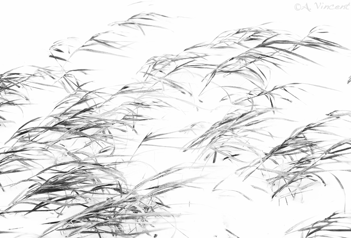 Winter Ink