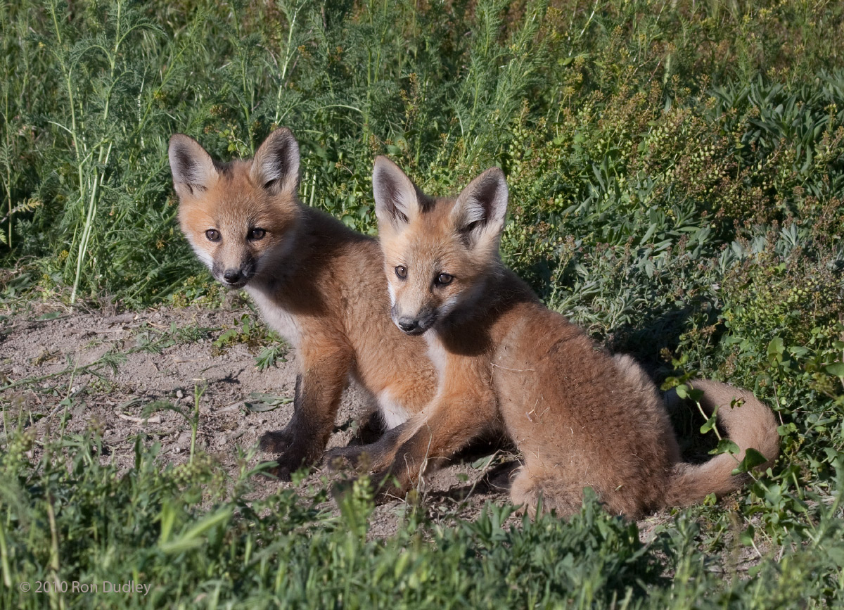 Red Fox Kits