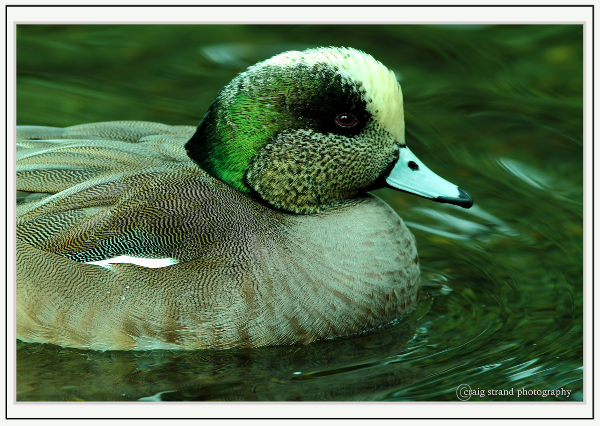 American Widgeon REPOST