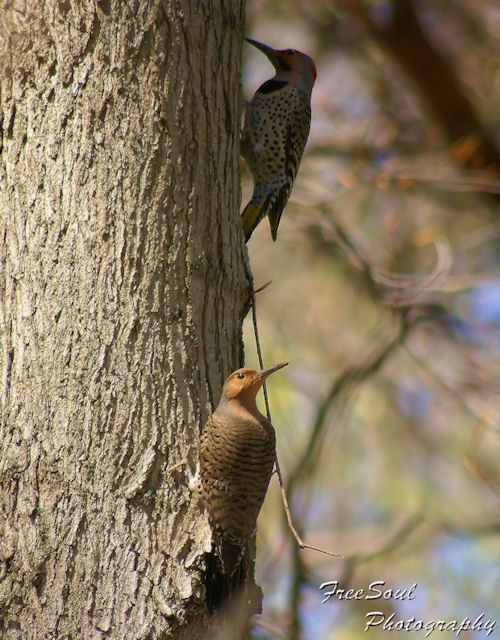 Two Northern Flickers