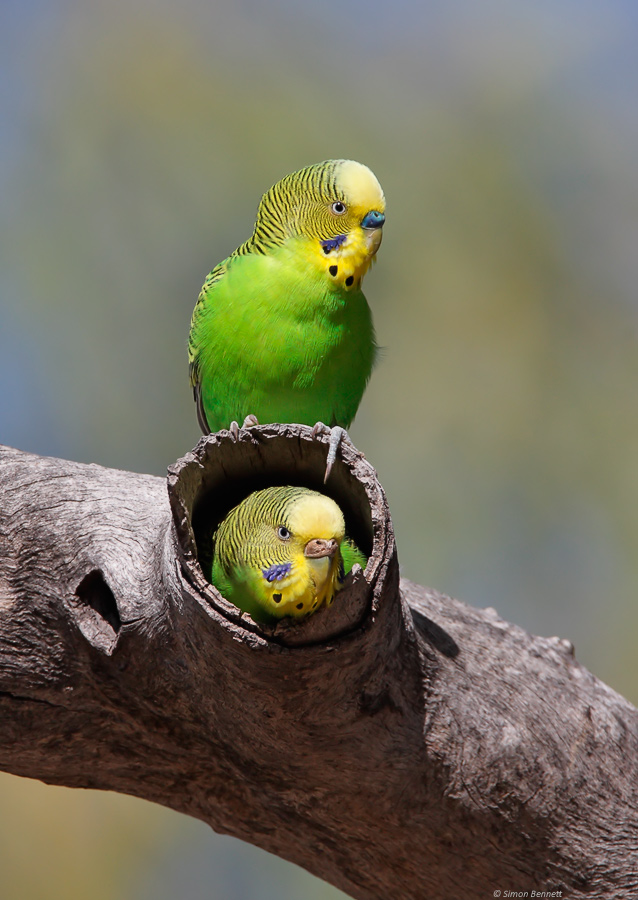 Wild Budgies