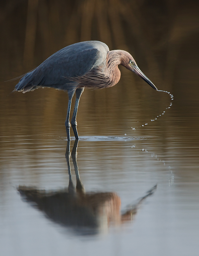 Reddish Egret