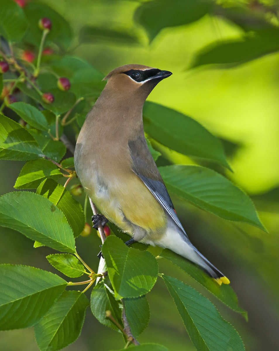 Cedar waxwing