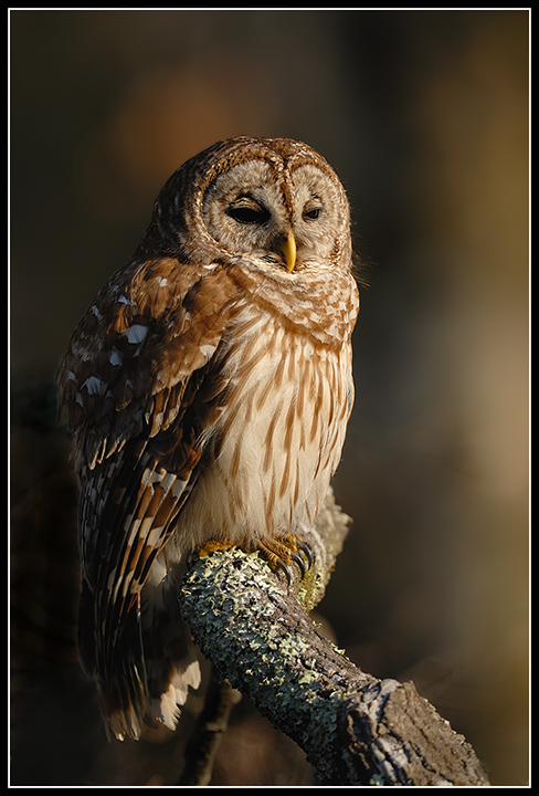 Barred Owl