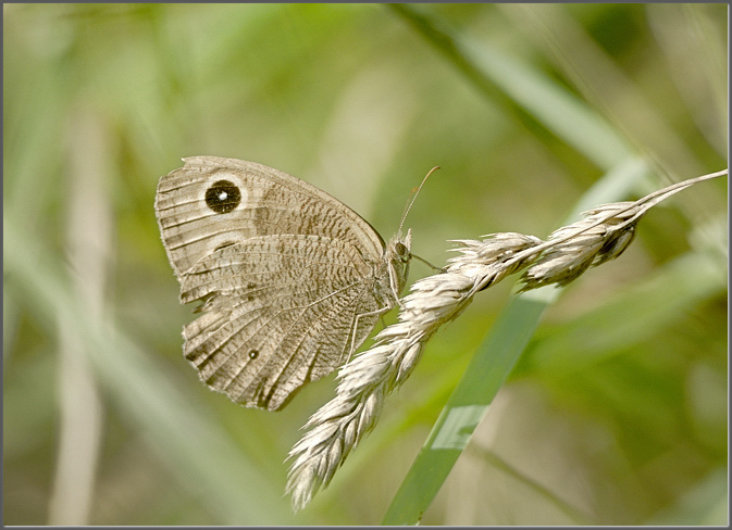 Common wood nymph